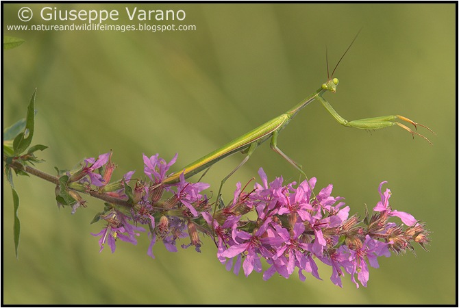                     © Giuseppe Varano   www.natureandwildlifeimages.blogspot.com