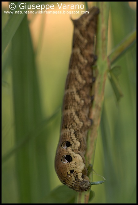                    © Giuseppe Varano   www.natureandwildlifeimages.blogspot.com