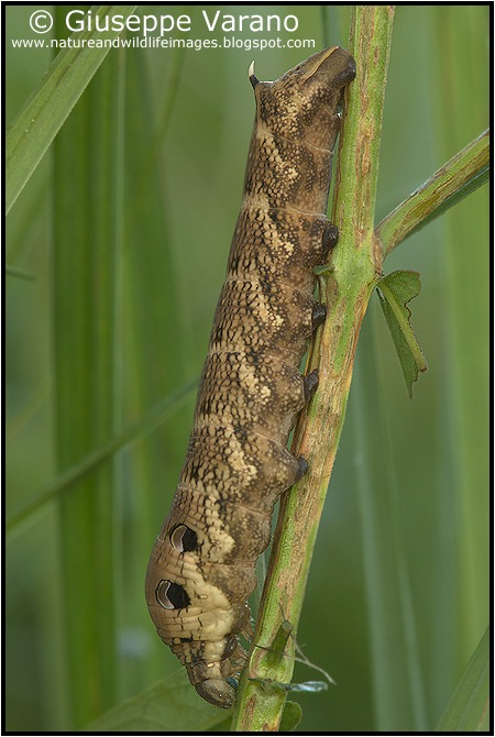                     © Giuseppe Varano   www.natureandwildlifeimages.blogspot.com