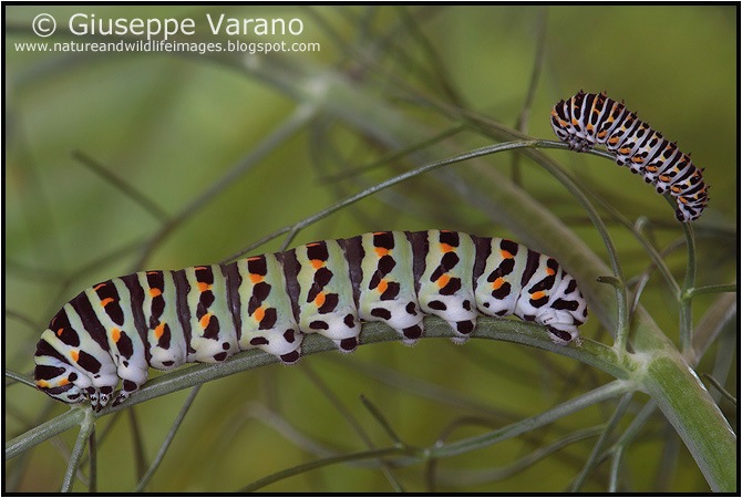                     © Giuseppe Varano   www.natureandwildlifeimages.blogspot.com