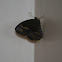 Common Bush Brown