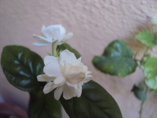 Fragrant Jasmine
