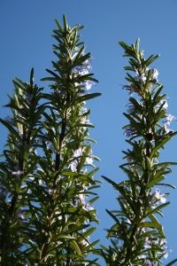 [rosemary1.jpg]