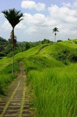 clip_image012 Rice field view close to Ubud, Bali