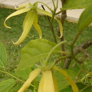 Chanel #5 flowers in Villa Sabandari, one of the newest hotels with yoga teacher training in Bali