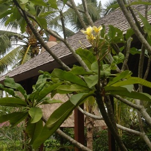 Frangipani tree in Villa Sabandari, a star hotel for yoga training in Ubud, Bali