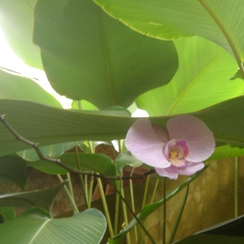 [flower13[4].jpg]