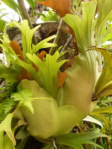 treefern