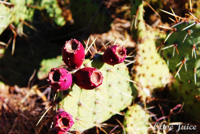 Cactus Pear 2