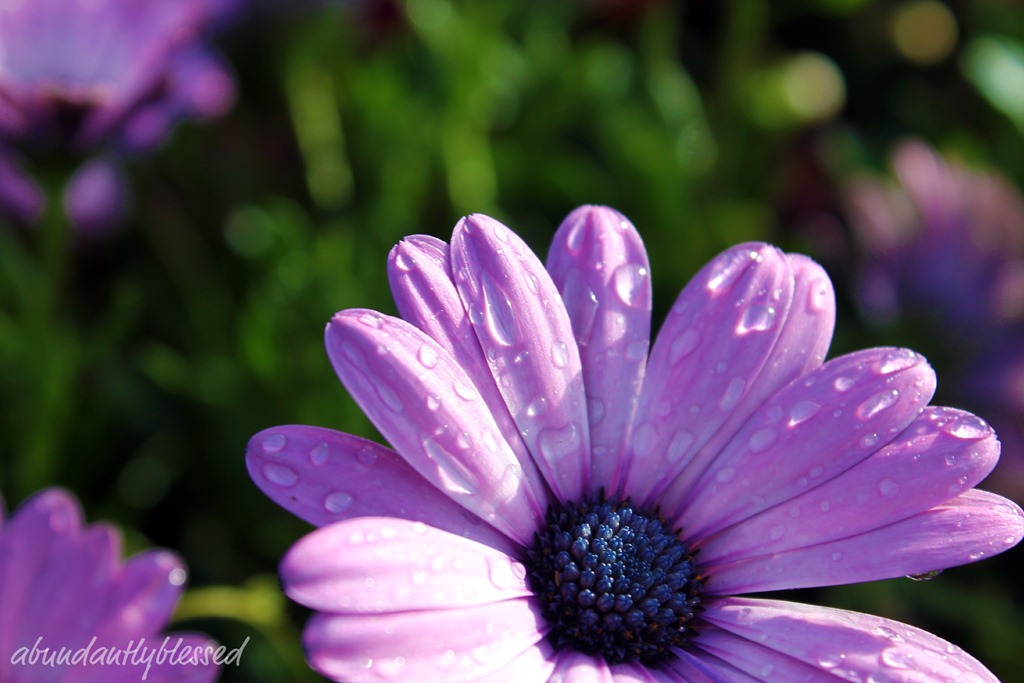 [Purple FlowerAB[5].jpg]