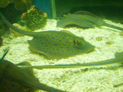 manila ocean park, manila