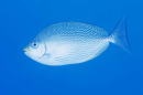 Java rabbitfish