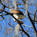 Osprey