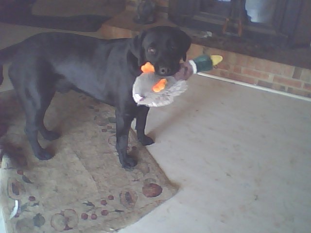[Riggs and his new ducky0223-2010[14].jpg]
