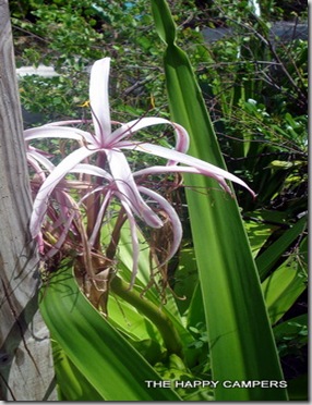 island 009 island 009