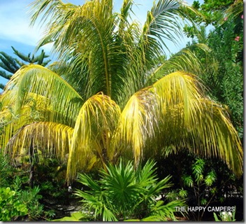 island 004 island 004