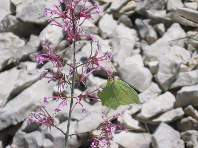 Oh! un papillon vert!