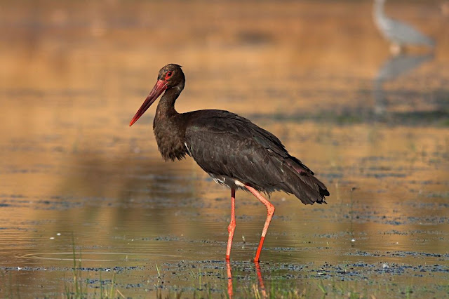 Animales en peligro de extinción: Cigüeña negra
