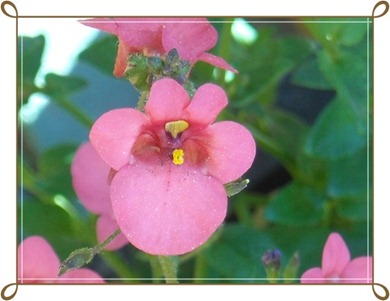 diascia