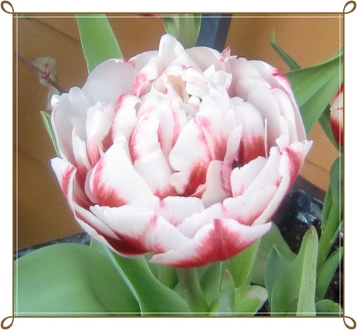 [tulipan1[4].jpg]