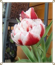 tulipan2