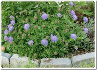 scabiosa1