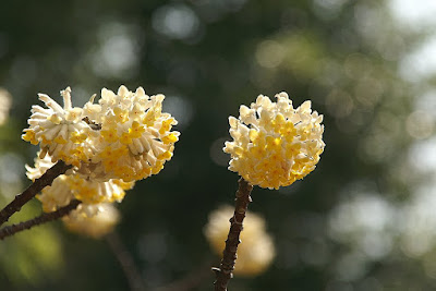 http://lh5.ggpht.com/__bYqhw3rRSY/SbzwU2CdfaI/AAAAAAAAMH4/cApOpMM1IX0/s400/PICT0019.JPG