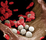 white blood cells. white blood cells.