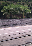 Unusual trees for a train station. Unusual trees for a train station.