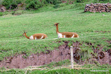 More Vicuna.  We could only get within 20 feet.