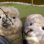 These guys spit at me a little.