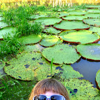 Mini Lily and Giant Lilypads