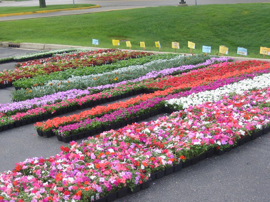[2010PlantSale01[30].jpg]