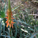 Aloe sp.