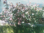 Bush 2 (Untrimmed)