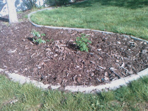 Cumberland Raspberries