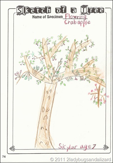 tree sketch