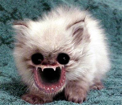 gatos raros del mundo