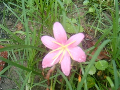 [Pink_Rain_Lily[5].jpg]