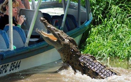 Costa Rica Crocodiles surprise