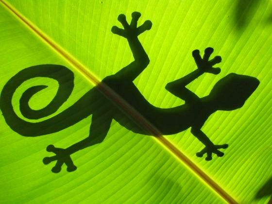 Costa Rica Style