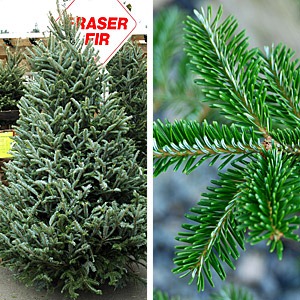 [xmastrees_fraserfir[2].jpg]