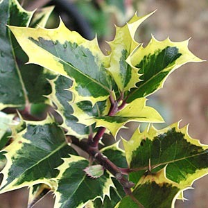[holly-Ilex_aqua_am[2].jpg]