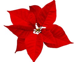 [poinsettiacc[2].jpg]