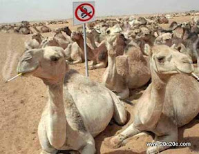 عکسهای باحال و بانمک حیوانات عکسهای باحال و بانمک حیوانات