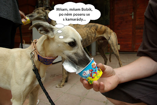 Obrázek