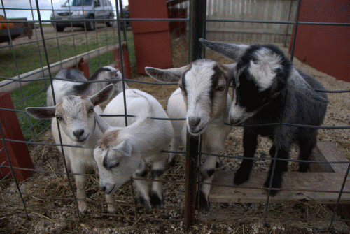 goat_11