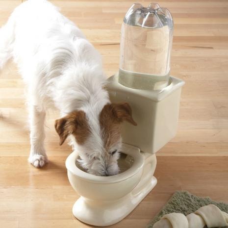[dog-toilet-bowl_preview[2].jpg]