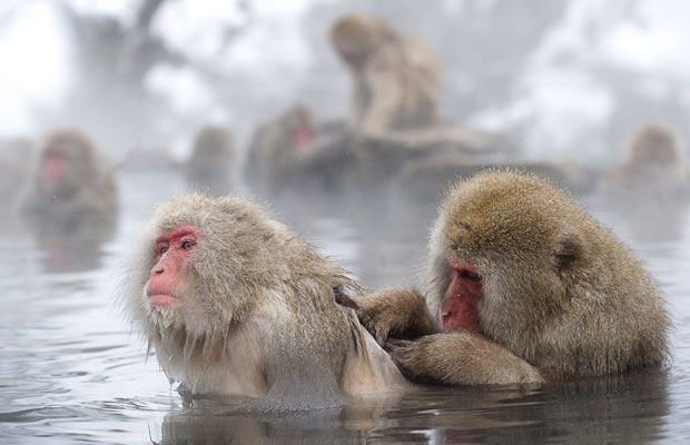 snow-monkeys (14) snow-monkeys (14)