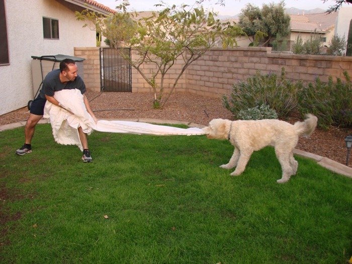 dog-toy dog-toy